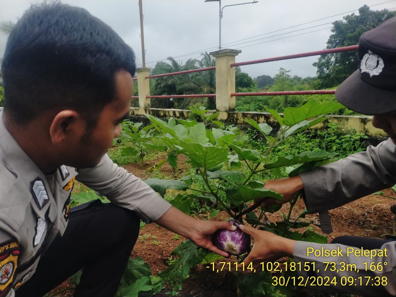 Polsek pelepat panen sayuran terong yang ditanam dihalaman Polsek pelepat 